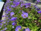 Storknebb 'Rozanne ' (Geranium ) 1 stk plante i potte thumbnail