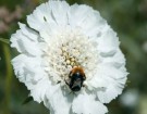 Skabiosa 'Fama White F1' (Scabiosa caucasica) thumbnail