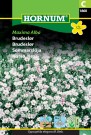 Brudeslør 'Maxima Alba' (Gypsophila elegans M. Bieb.) thumbnail
