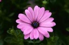 Spansk Margeritt Passion Pink Shades F1 thumbnail