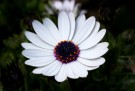 Spansk Margeritt Zanzibar white'  (Osteospermum) 1 stk pluggplante thumbnail