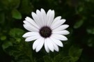 Spansk Margeritt Passion White F1 thumbnail