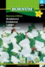 Erteblomst 'Mammut White' (Lathyrus odoratus) thumbnail
