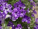 Hengepetunia 'Night Sky'  (Superpetunia) 1 stk pluggplante thumbnail