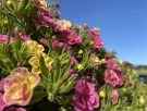 Calibrachoa 'Double Pink Yellow'  (Chameleon) 1 stk pluggplante thumbnail