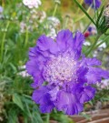 Skabiosa 'Fama Deep Blue F1' (Scabiosa caucasica) thumbnail