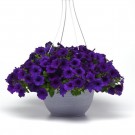 Hengepetunia - 'Easy wave Blue' (Petunia pendula) thumbnail
