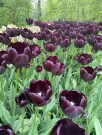 Tulipan 'Queen of Night'   7 stk. store proffløk str. 12/+ (lev. uke 40) thumbnail