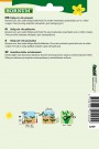 Salat, Batavia- 'Teide' (Lactuca sativa) thumbnail