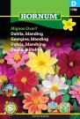 Georgine, blanding 'Mignon Dvarf' (Dahlia hybrida) thumbnail