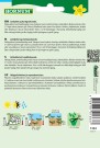Salatsennep, Rucola 'Rocket' (Eruca sativa) thumbnail