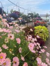 Pyntekorg 'Apricotta' (Cosmos bipinnatus) thumbnail