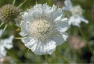 Skabiosa 'Fama White F1' (Scabiosa caucasica) thumbnail