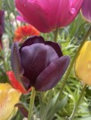 Tulipan 'Queen of Night'   7 stk. store proffløk str. 12/+ (lev. uke 40) thumbnail