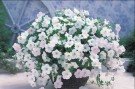 Hengepetunia 'Opera Supreme White F1' (petunia pendula) thumbnail