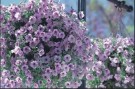 Hengepetunia 'Opera Supreme Lilac Ice F1' (petunia pendula) thumbnail