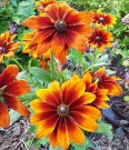 Solhatt 'Autumn Colors' (Rudbeckia hirta) thumbnail