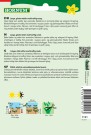 Persillerot 'Lange Oberlaaer' (Petroselinum crispum tuberosum) thumbnail
