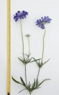 Skabiosa 'Fama Deep Blue F1' (Scabiosa caucasica) thumbnail