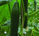 Agurk Euphya thumbnail
