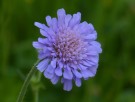 Skabiosa 'Butterfly Blue' (Scabiosa Col.) 1 stk plante i potte thumbnail