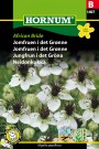 Jomfruen i det Grønne 'African Bride' (Nigella papillosa) thumbnail
