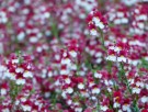 Nemesia 'Cherry on ice'  (Sunsatia Plus) 1 stk pluggplante thumbnail