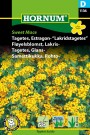 Fløyelsblomst, Lakris- 'Sweet Mace' (Tagetes lucida) thumbnail