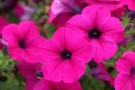 Hengepetunia 'Wave rose F1' (petunia pendula) thumbnail