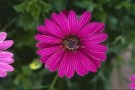 Spansk Margeritt Passion Rose F1 thumbnail