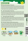 Sandsennep 'Wilde Rauke' (Rucola selvatica) thumbnail