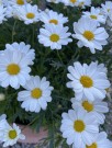 ﻿Margeritt 'La Rita White'  (Argyrantehmum frutescens) 1 stk pluggplante thumbnail