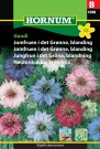 Jomfruen i det Grønne, blanding 'Gaudi' (Nigella damascena) thumbnail