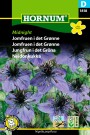 Jomfruen i det Grønne 'Midnight' (Nigella papillosa) thumbnail