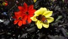 Georgine 'Illusion'  (Dahlia Mystic) 1 stk pluggplante thumbnail