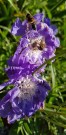 Skabiosa 'Fama Deep Blue F1' (Scabiosa caucasica) thumbnail