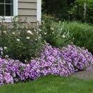 Hengepetunia -  'Easy wave Plum vein' (Petunia pendula) thumbnail