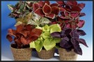Praktspragle 'Giant Exhibition F1 Mix' (coleus) thumbnail