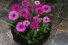 Spansk Margeritt Passion Rose F1 thumbnail