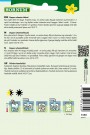 Spirer, Ruccola- '' (Eruca sativa) thumbnail
