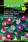 Trikolorvindel, Purpur- 'Trumpet Dream' (Ipomoea purpurea (L.) Roth) thumbnail
