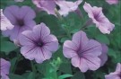 Hengepetunia 'Opera Supreme Lilac Ice F1' (petunia pendula) thumbnail