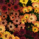 Spansk Margeritt 'Akila Sunset Shade' F1 thumbnail