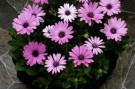 Spansk Margeritt Passion Pink Shades F1 thumbnail
