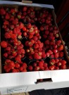 Jordbær 'Korona' (Fragaria a.) 10 stk (Leveres fra uke 18) thumbnail
