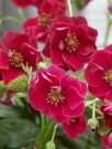 Jordbær F1 (frø)  'Summer breeze rose' (Fragaria ananassa) thumbnail