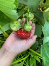Jordbær remonterende! 'Malling Supreme' (Fragaria a.) 1 stk thumbnail