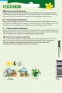 Salvie, Lege- 'Allerlei' (Salvia officinalis) thumbnail