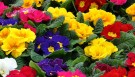 Primula fargeblanding ´Danova´ (Primula acaulis) thumbnail