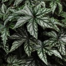 Planten blir ca 30 cm høy og 30 cm brei. thumbnail